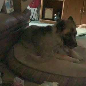 Meet your Posher, Bernice